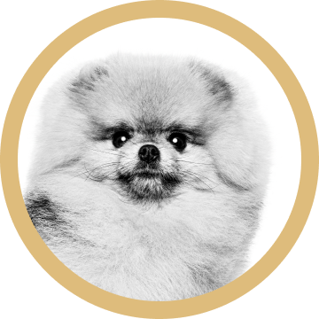 Pomeranian