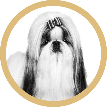 Shih Tzu