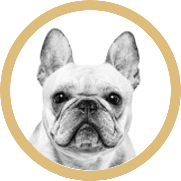 Bulldog Francés