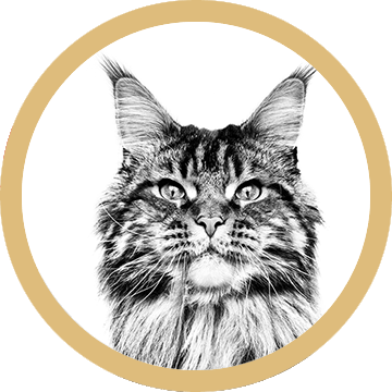 Maine Coon